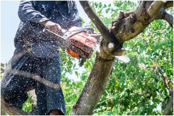 tree services Forest Grove